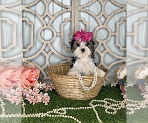 Yorkshire Terrier Puppy for sale in MORRIS CHAPEL, TN, USA