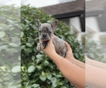 Small #1 French Bulldog