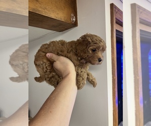 Cavapoo Puppy for sale in KALAMAZOO, MI, USA