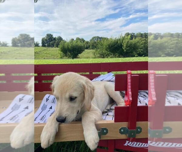 Medium Photo #5 Golden Retriever Puppy For Sale in AUSTIN, KY, USA