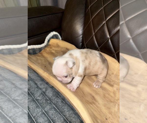Medium Photo #12 French Bulldog Puppy For Sale in DOVER, FL, USA