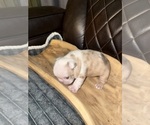 Small #11 French Bulldog