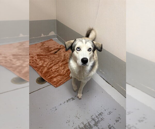 Medium Photo #1 Siberian Husky Puppy For Sale in Sugar Land, TX, USA