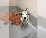 BUTTER - Male Siberian Husky Dog for Adoption - Small photo