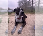 Small Photo #15 Mutt Puppy For Sale in FRAMINGHAM, MA, USA