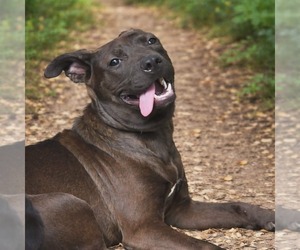 Staffordshire Bull Terrier-Unknown Mix Dogs for adoption in Oakhurst, NJ, USA