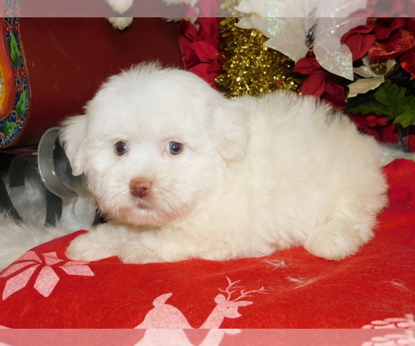 Medium Photo #4 Havanese Puppy For Sale in HAMMOND, IN, USA