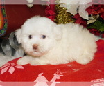 Small Photo #4 Havanese Puppy For Sale in HAMMOND, IN, USA