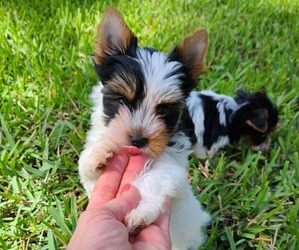 Biewer Terrier Puppy for sale in SARASOTA, FL, USA