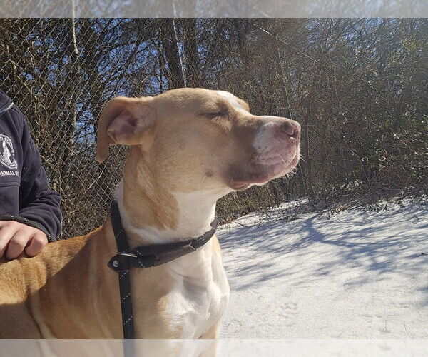 Medium Photo #5 Mutt Puppy For Sale in Glen Allen, VA, USA