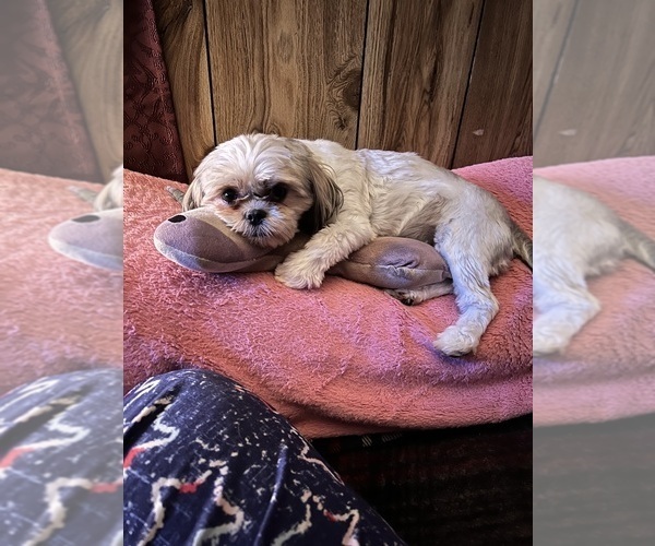 Medium Photo #1 Shih Tzu Puppy For Sale in HIBBING, MN, USA