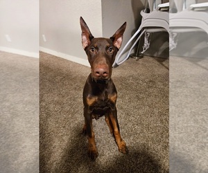 Doberman Pinscher Puppy for sale in LAKE OSWEGO, OR, USA