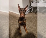 Small Photo #1 Doberman Pinscher Puppy For Sale in LAKE OSWEGO, OR, USA