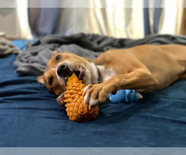 Medium Photo #3 American Staffordshire Terrier-Unknown Mix Puppy For Sale in Brewster, NY, USA