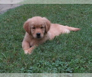 Golden Retriever Puppy for Sale in MECHANICSVILLE, Maryland USA