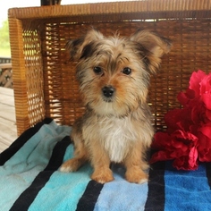 Shorkie Tzu Puppy for sale in GAP, PA, USA