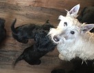 Small Photo #1 Scottish Terrier Puppy For Sale in THATCHER, ID, USA