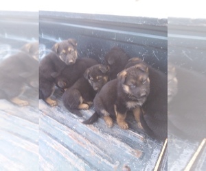 German Shepherd Dog Puppy for sale in MARION, KY, USA