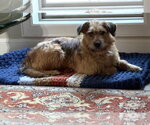 Small #2 Mutt