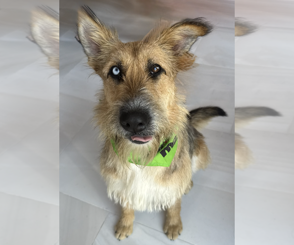 Medium Photo #4 Berger Picard-Briard Mix Puppy For Sale in Newport Beach, CA, USA