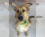 Small #3 Berger Picard-Briard Mix