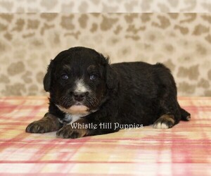 Miniature Bernedoodle Puppy for sale in DENVER, PA, USA