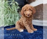 Small #1 Goldendoodle (Miniature)