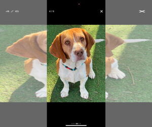 Beagle Dogs for adoption in Tucson, AZ, USA