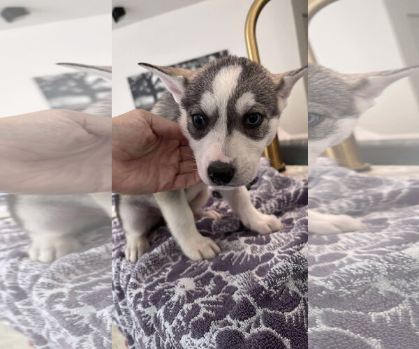 Medium Photo #17 Siberian Husky-Unknown Mix Puppy For Sale in Holly Springs, NC, USA