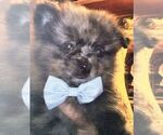 Puppy 3 Pomeranian