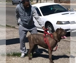 Small Photo #6 Cane Corso Puppy For Sale in MADISON HEIGHTS, MI, USA