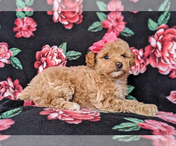 Medium Photo #6 Poodle (Toy) Puppy For Sale in LINCOLN UNIV, PA, USA