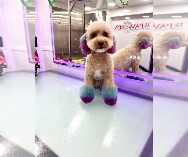 Medium Photo #1 Poodle (Toy) Puppy For Sale in DAVENPORT, FL, USA