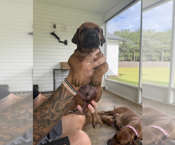 Medium Photo #4 Rhodesian Ridgeback Puppy For Sale in NEW BROCKTON, AL, USA