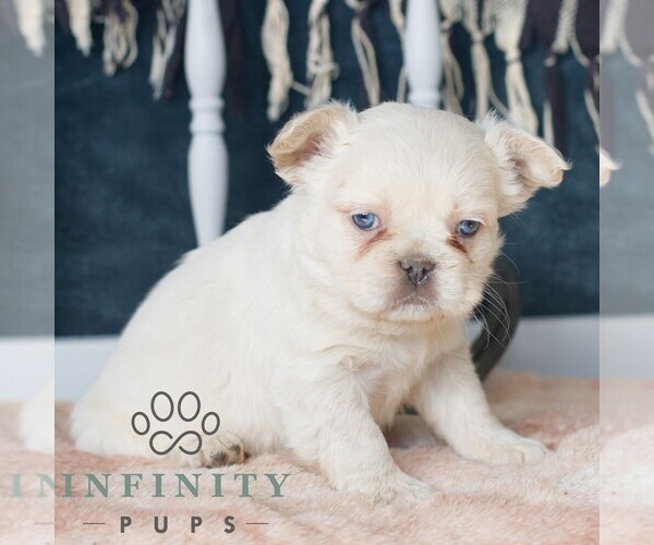 Medium Photo #5 French Bulldog Puppy For Sale in GORDONVILLE, PA, USA