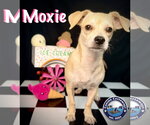 Small Photo #3 Chiweenie Puppy For Sale in Arcadia, FL, USA