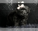 Small #5 Morkie