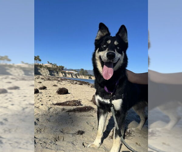Medium Photo #3 German Shepherd Dog-Huskies  Mix Puppy For Sale in Santa Barbara, CA, USA