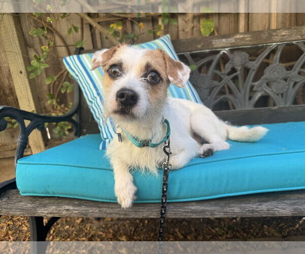 Medium Photo #1 Parson Russell Terrier-Unknown Mix Puppy For Sale in Santa Clara, CA, USA