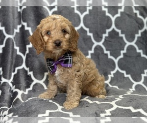 Cock-A-Poo Puppy for sale in LAKELAND, FL, USA