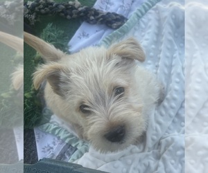 Medium Scottish Terrier
