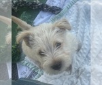 Puppy Puppy 1 Scottish Terrier