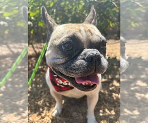 Petunia - Female French Bulldog Dog for Adoption - Photo #2