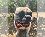 Small #1 French Bulldog