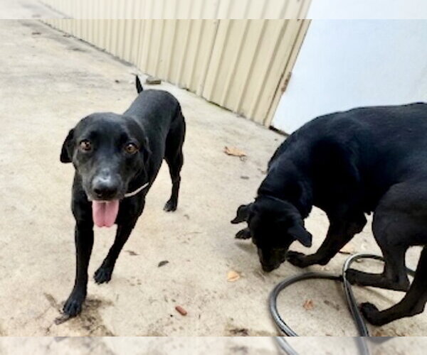 Medium Photo #12 Labrador Retriever-Unknown Mix Puppy For Sale in Houston, TX, USA