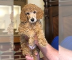 Puppy Bunny Poodle (Standard)