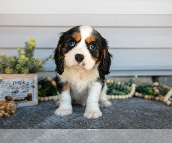 Medium Photo #1 Cavalier King Charles Spaniel Puppy For Sale in MILLERSBURG, OH, USA