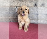 Small #9 Golden Retriever