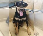 Small German Shepherd Dog Mix