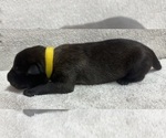 Puppy Yellow Belgian Malinois